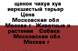 щенок чихуа хуа иеркшистый терьер › Цена ­ 8 000 - Московская обл., Москва г. Животные и растения » Собаки   . Московская обл.,Москва г.